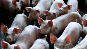 Търговската реформа на златото с ДДС за въвеждане на по-здрав ред