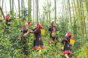 Недървесната икономика на Гуанси отбелязва огромен растеж през последното десетилетие