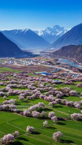 Цъфтеж на праскова в Nyingchi, Xizang