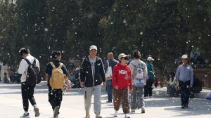 Ранният сезон на котките повишава рисковете от пожари и алергии